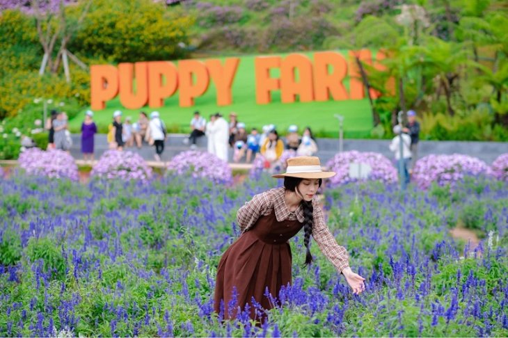 Puppy Farm Diem Du Lich Da Lat Tet Duong Lich 2023