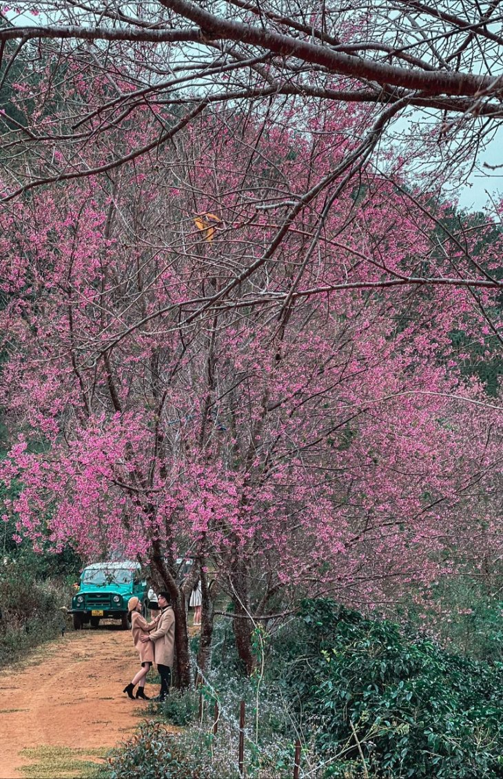 Mong Nguyen Dao Da Lat