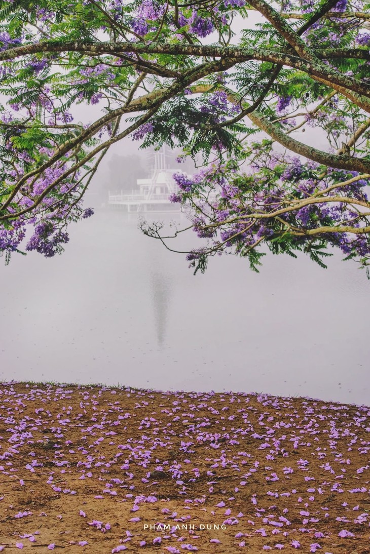 phượng tím Đà Lạt hồ Xuân Hương