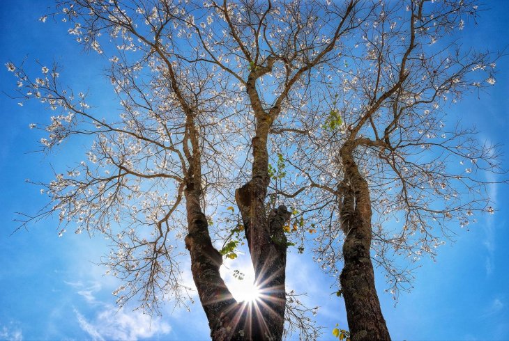 Hoa Ban Trang Da Lat