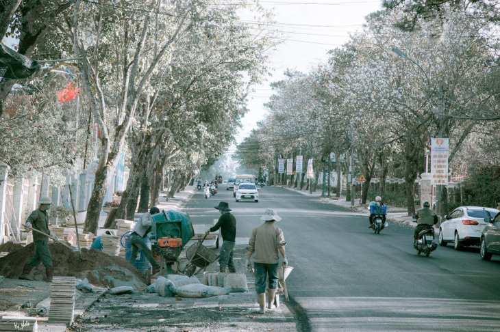 Hoa Ban Trang Duong Quang Trung