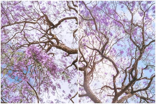 Hoa Phuong Tim Da Lat