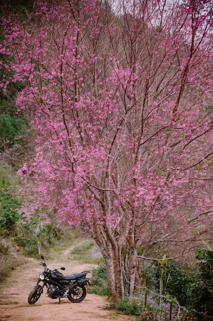 Mong Dao Nguyen Thang 1