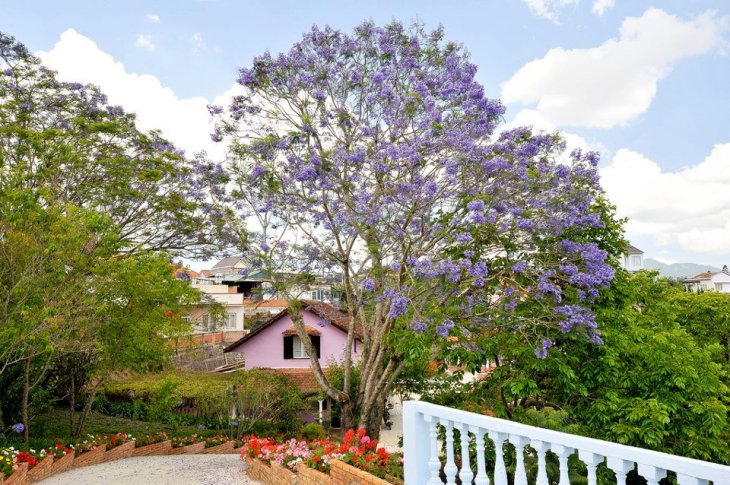 Mua Phuong Tim Da Lat