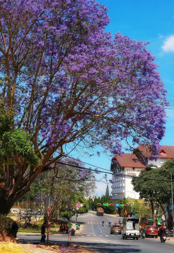 Phuong Tim Hoang Van Thu Tran Phu