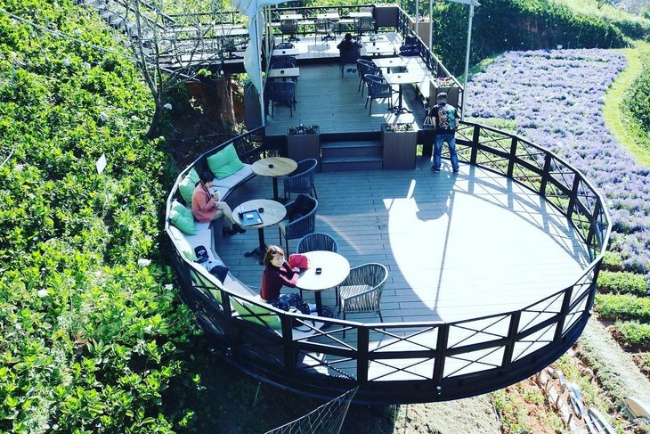 Canh Dong Hoa Ca Phe F 11