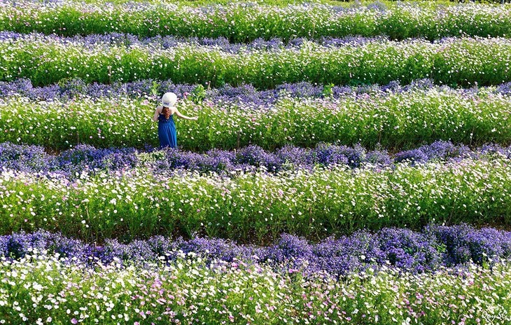 Canh Dong Hoa Ca Phe F 12