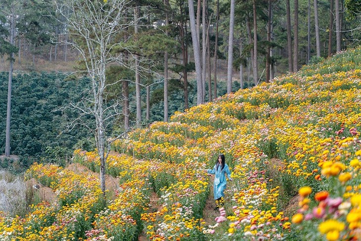 Vuon Hoa Bat Tu Da Lat 10