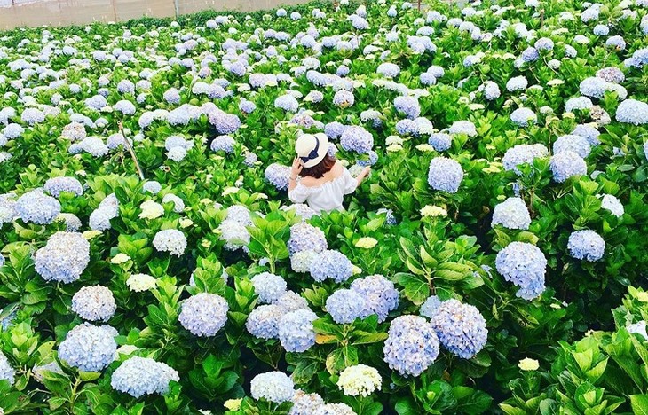 Vuon Hoa Cam Tu Cau Da Lat 6