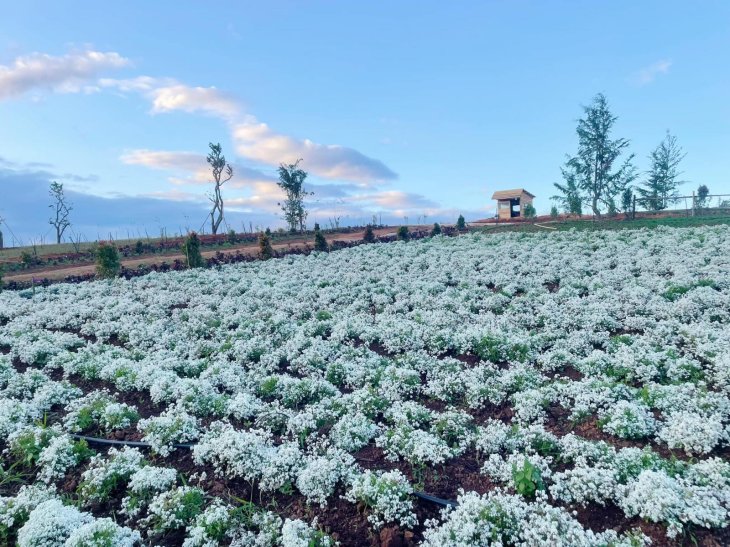 Hoa Tuyet Cau The Florest 1