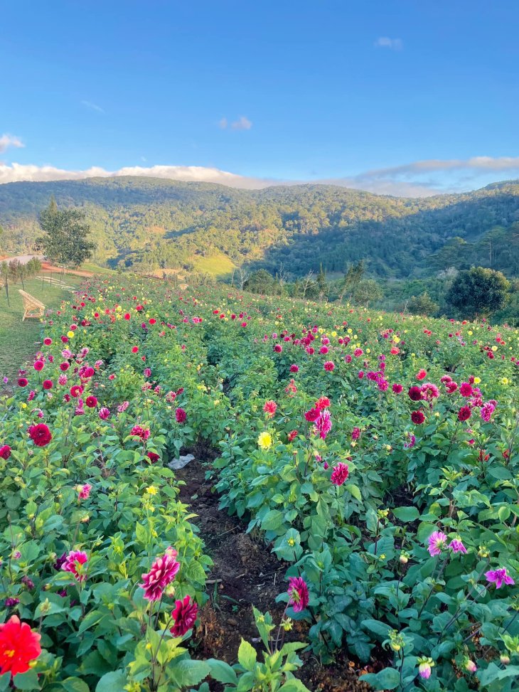 Hoa Thuoc Duoc The Florest 2