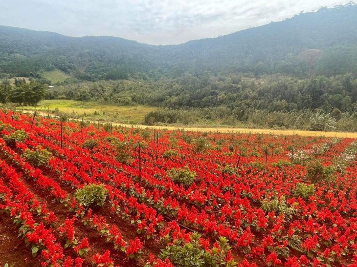 Hoa Xac Phao Do The Florest