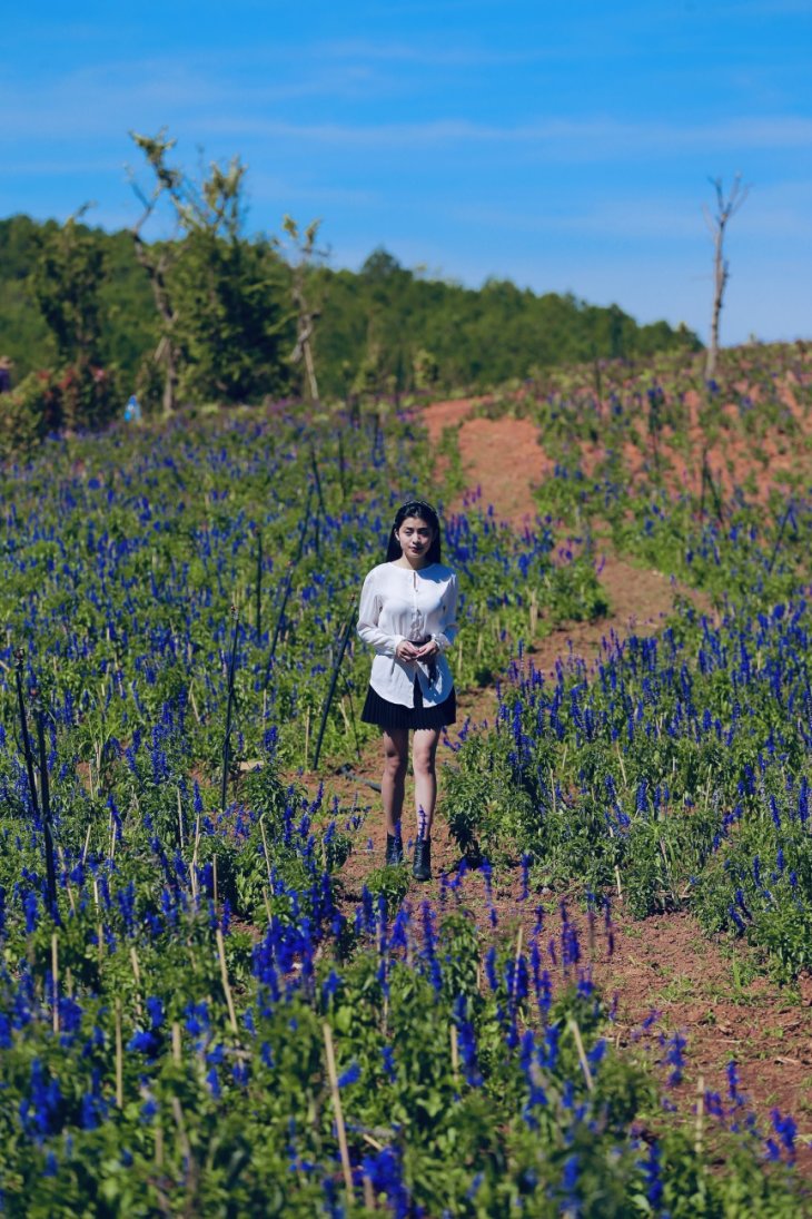 Xac Phao Xanh The Florest