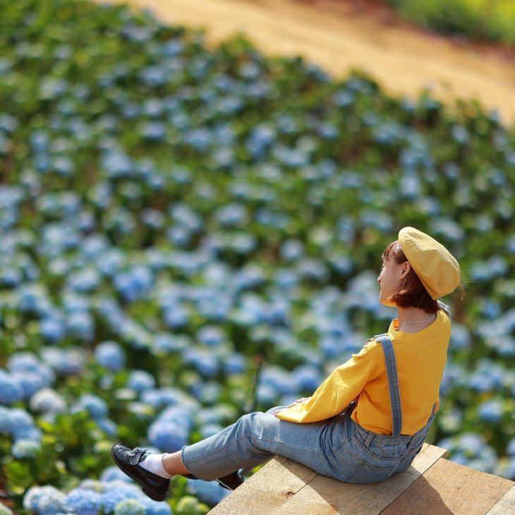 Cam Tu Cau The Florest