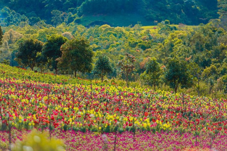 Hoa Mom Soi The Florest 3