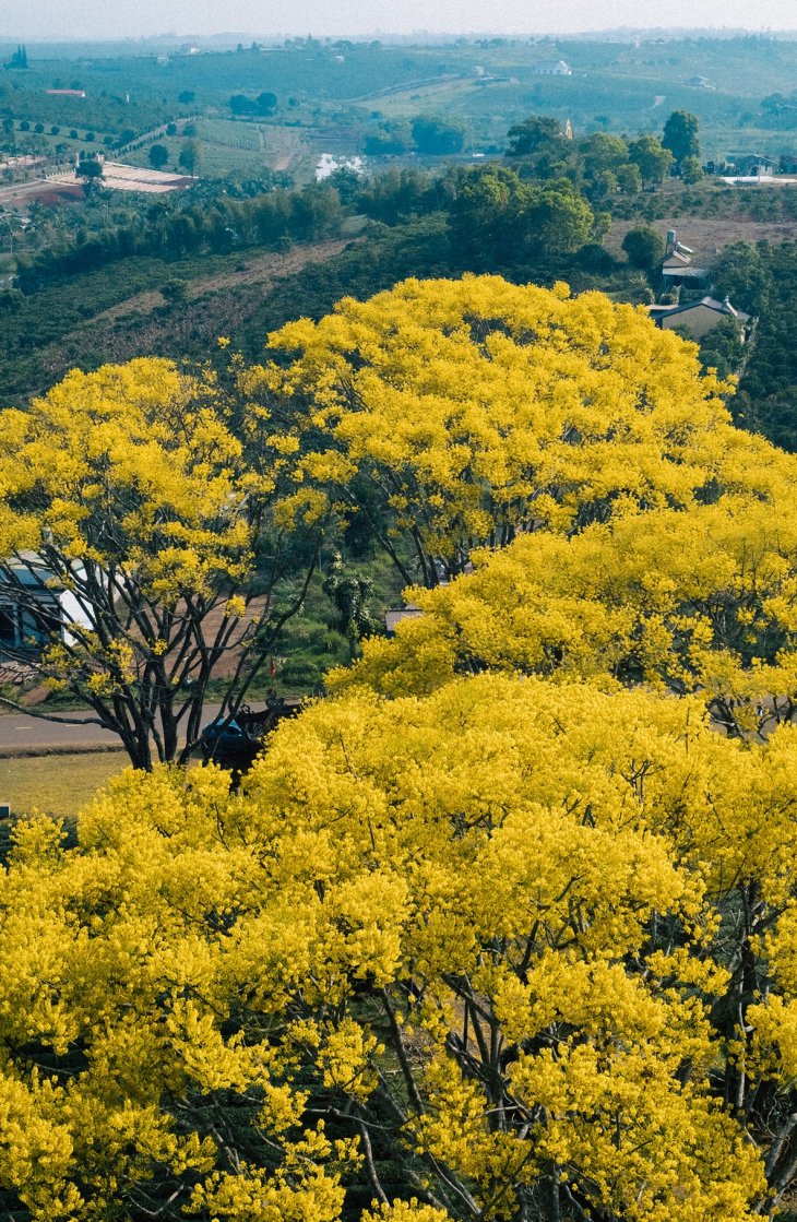 Hoa Phuong Vang Da Lat