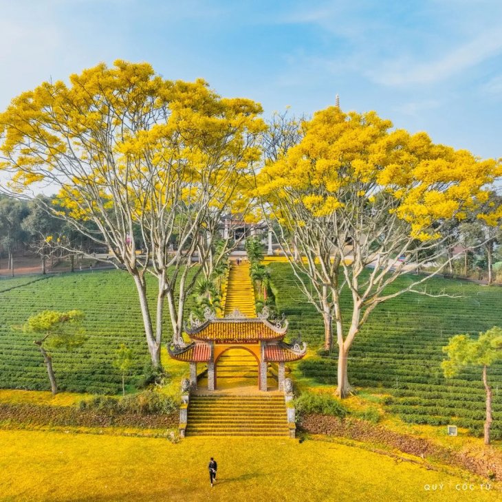 Hoa Phuong Vang Tu Vien Bat Nha 3