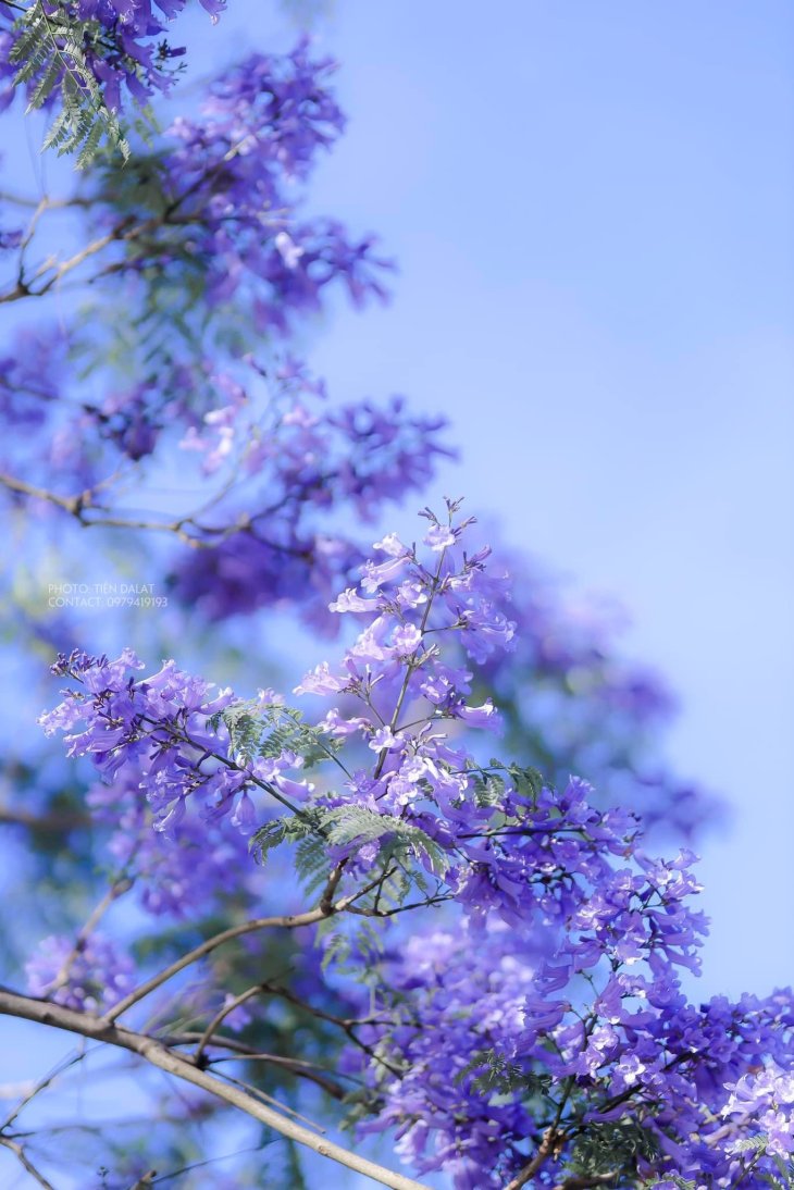 Phuong Tim Cho Da Lat