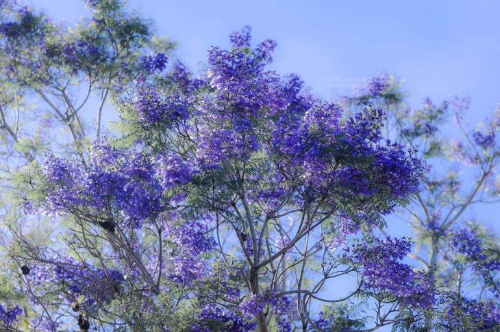 Phuong Tim Da Lat Thang 2