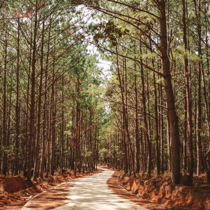 Duong Xuyen Rung Vao The Florest