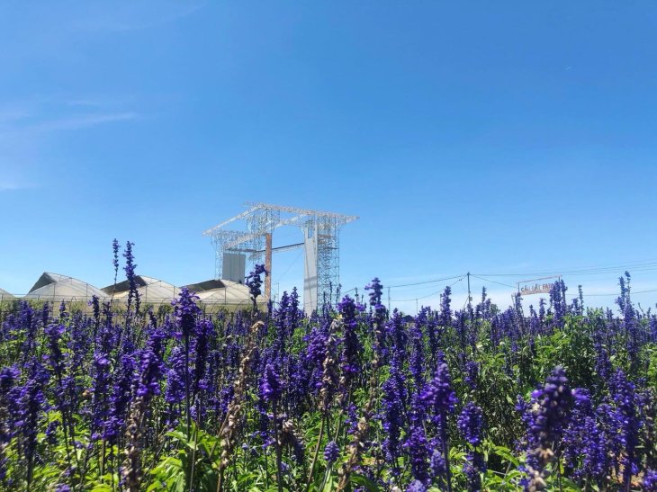 Canh Dong Hoa Oai Huong Cau Dat 1