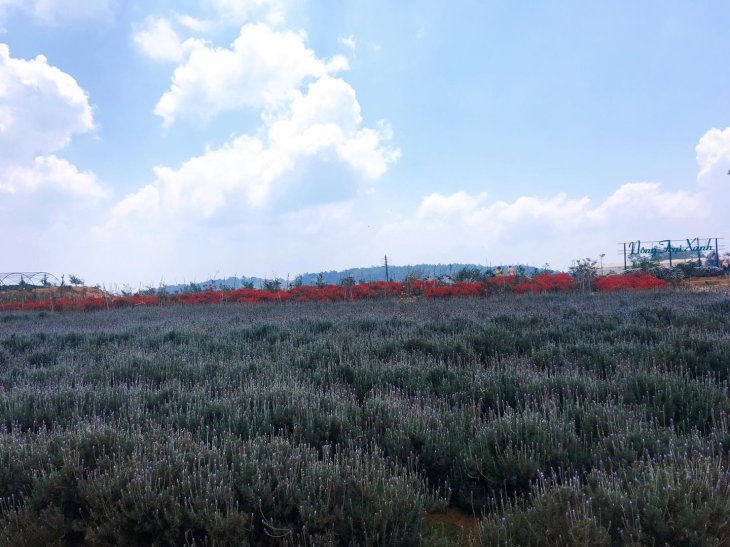 Canh Dong Hoa Oai Huong Cau Dat 2