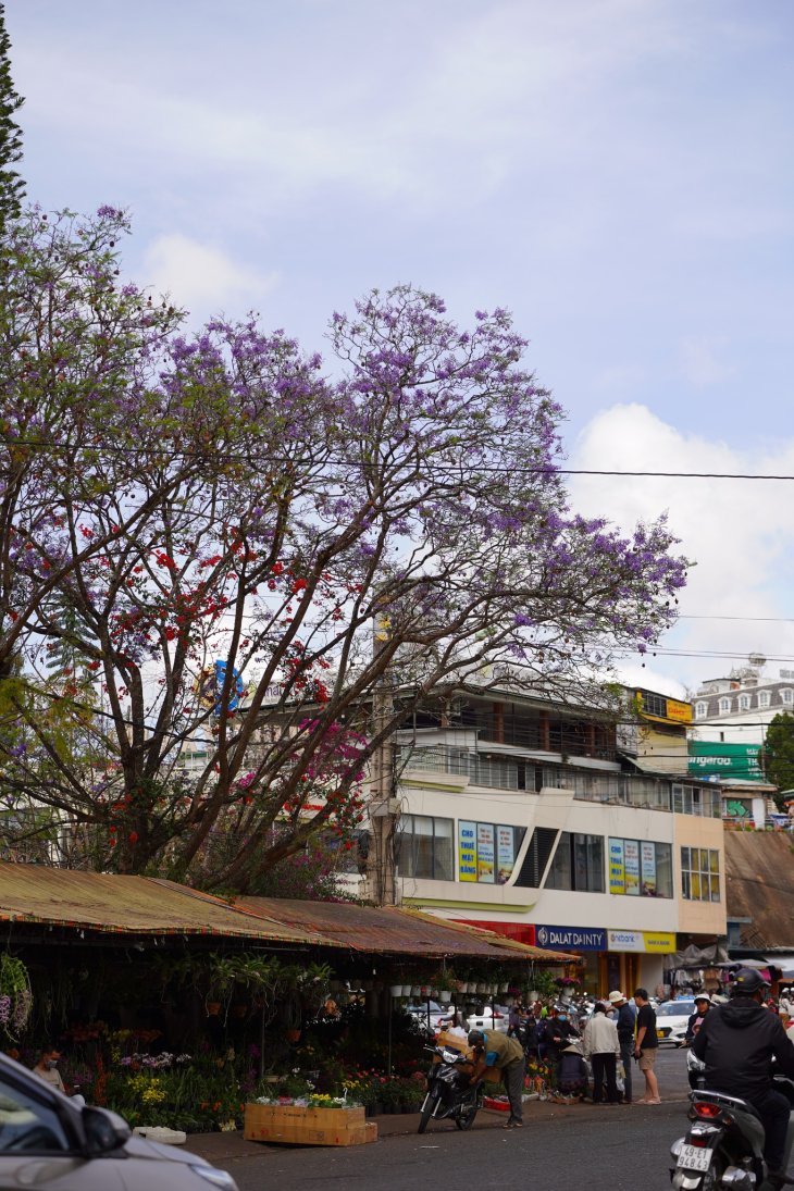 Phuong Tim Cho Da Lat Thang 2 2023