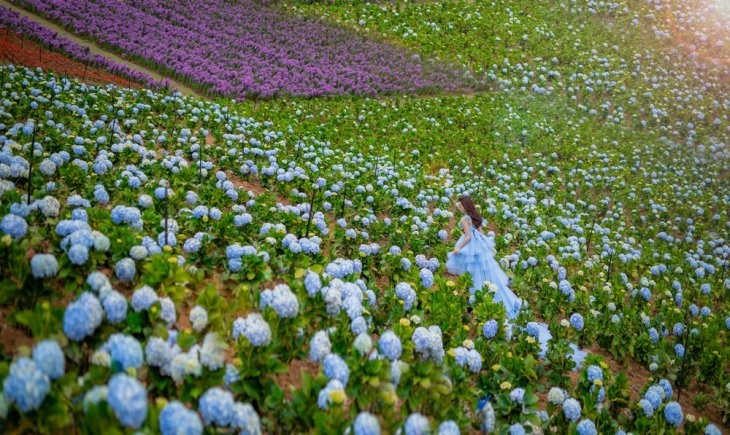 khu du lich da lat The Florest 1