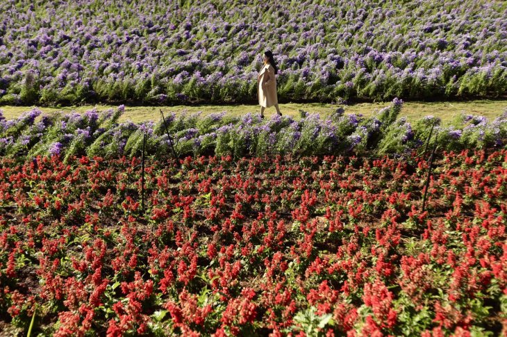 khu du lich The Florest Da Lat