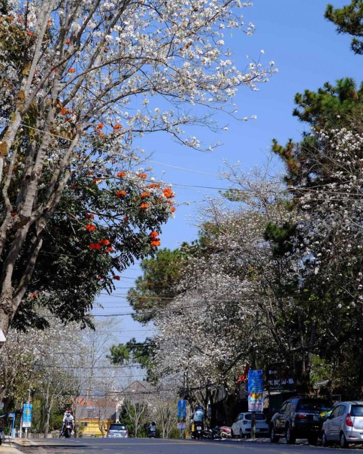 Hoa Ban Trang Da Lat