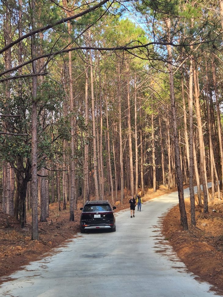 Rung Thong The Florest