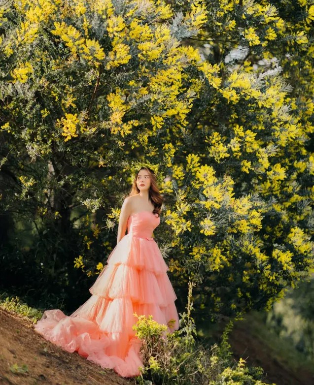 Anh Cuoi Hoa Mimosa Da Lat