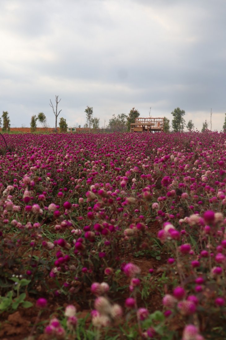 cuc bach nhat da lat