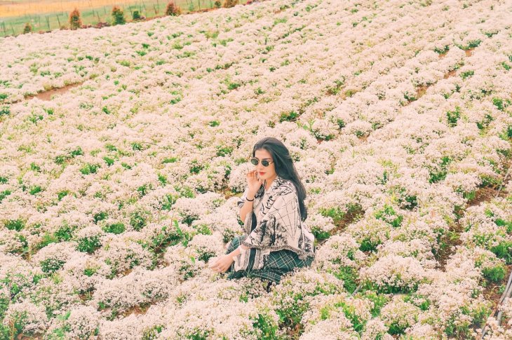 Hoa Tuyet Cau Da Lat