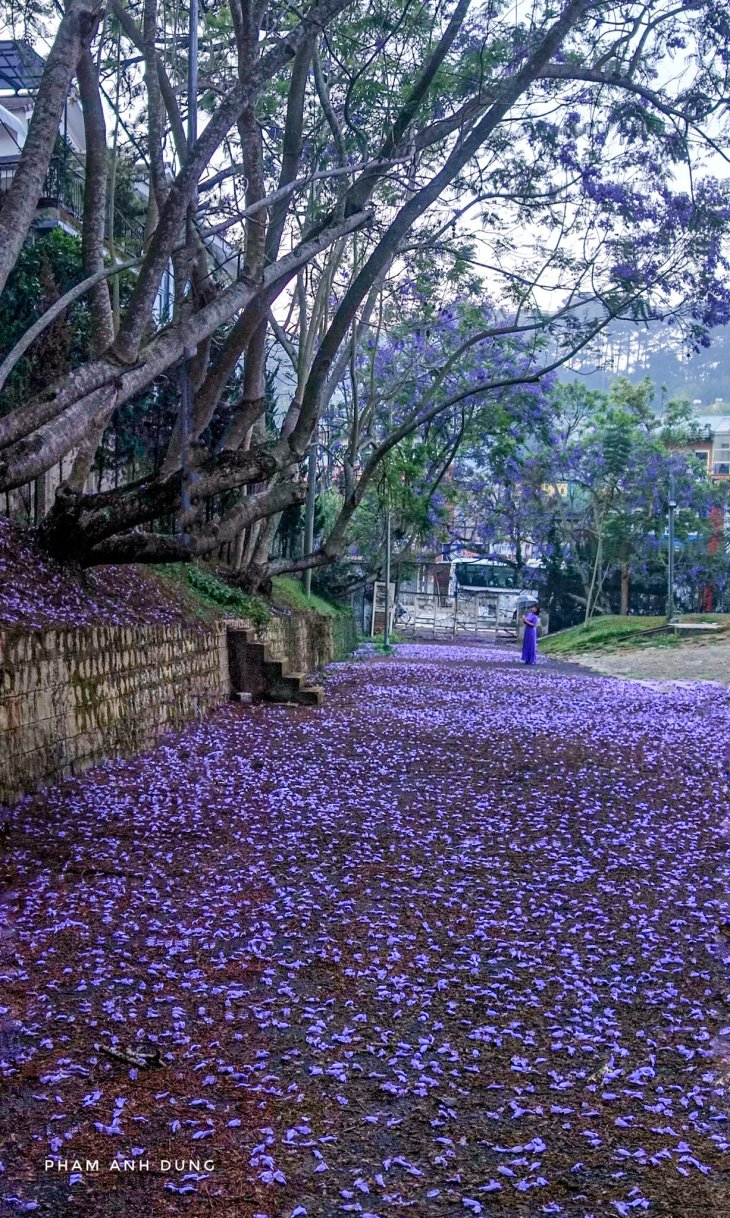 Phuong Tim Du Lich Da Lat Thang 4