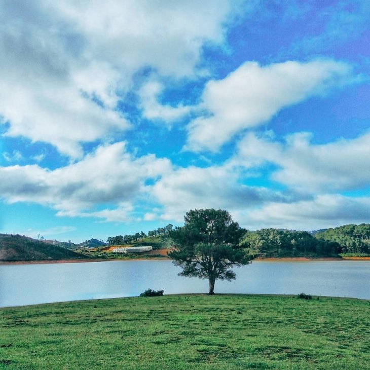 Cay Thong Co Don Da Lat