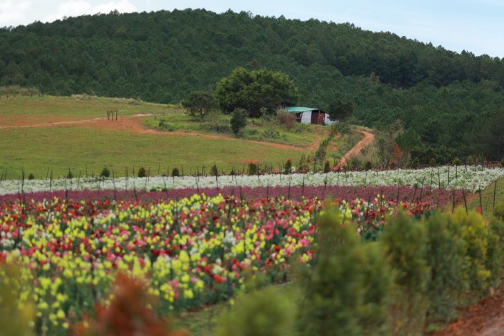 Thung lung hoa Da Lat 1