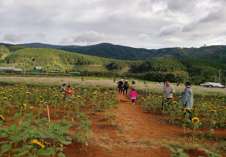 Canh Dong Hoa Doi Dien Cafe Me Linh