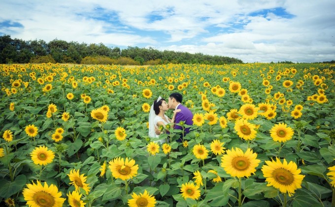 Canh Dong Hoa Huong Duong Cafe Me Linh