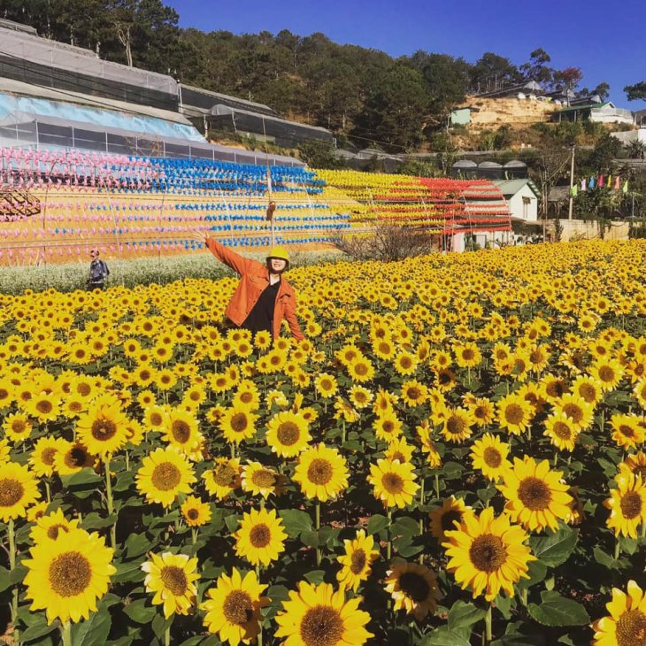 Hoa Huong Duong Da Lat