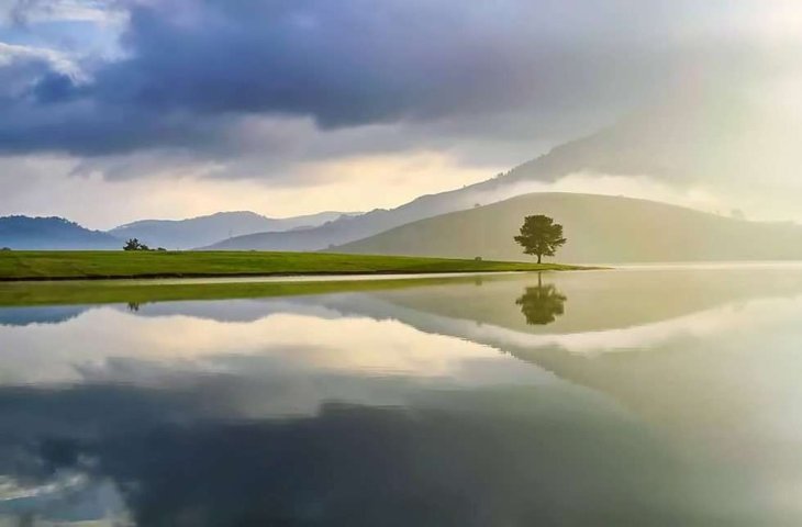 Cay Thong Co Don Da Lat