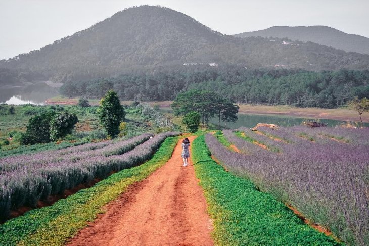 Vuon Hoa Lavender Da Lat