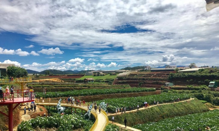 Canh Dong Hoa Cam Tu Cau Trai Mat