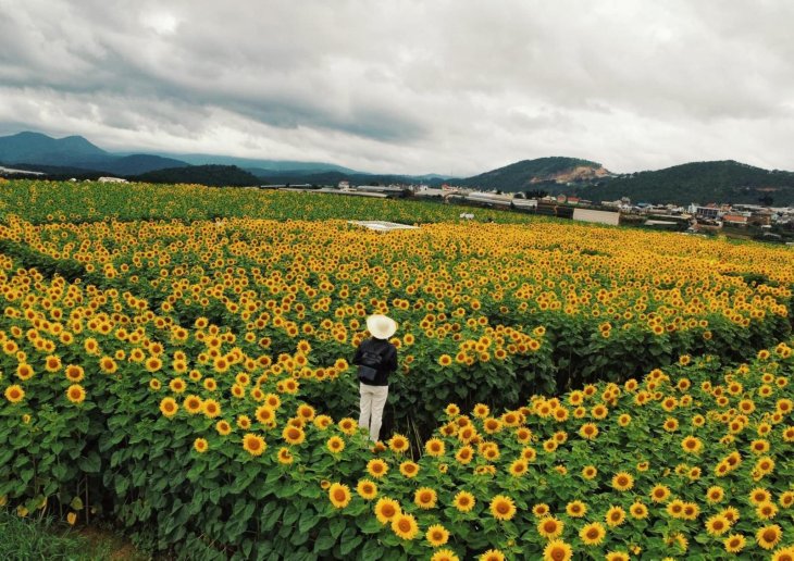Canh Dong Hoa Huong Duong Da Lat