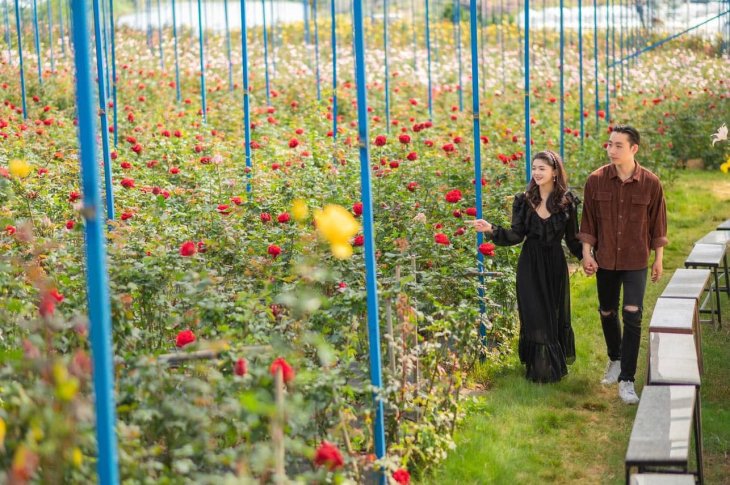 Thung Lung Hong Da Lat