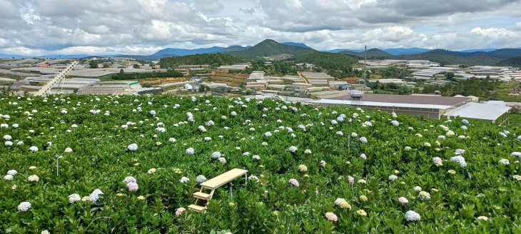 Vuon Hoa Cam Tu Cau Moi