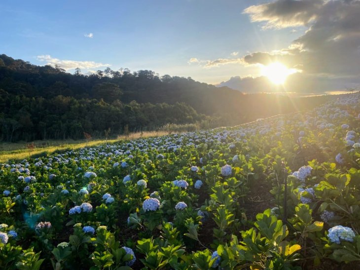 Canh Dong Hoa Cam Tu Cau Da Lat The Florest