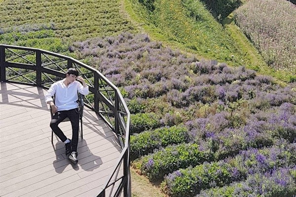 Canh Dong Hoa Lavender