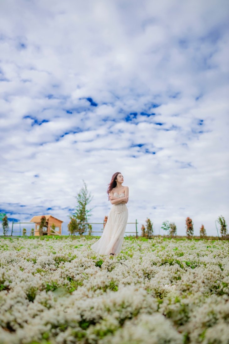 Hoa Tuyet Cau Da Lat The Florest