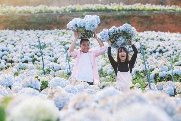 Hoa Cam Tu Cau Da Lat